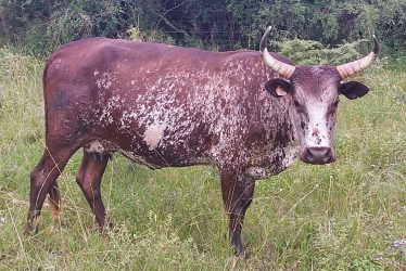 NGUNI CATTLE - Anglo Global Livestock Trading