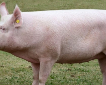 Large-White-pig-BPA-1.jpg