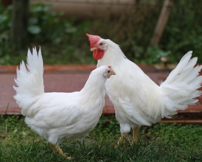 White_Leghorn_Adult_Photo__43371.webp