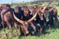 ANKOLE CATTLE - Anglo Global Livestock Trading